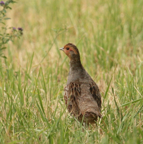 Starna Perdix perdix. Tre ritratti.